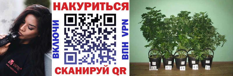 Шишки марихуана Amnesia  наркота  дарк нет наркотические препараты  Клинцы 